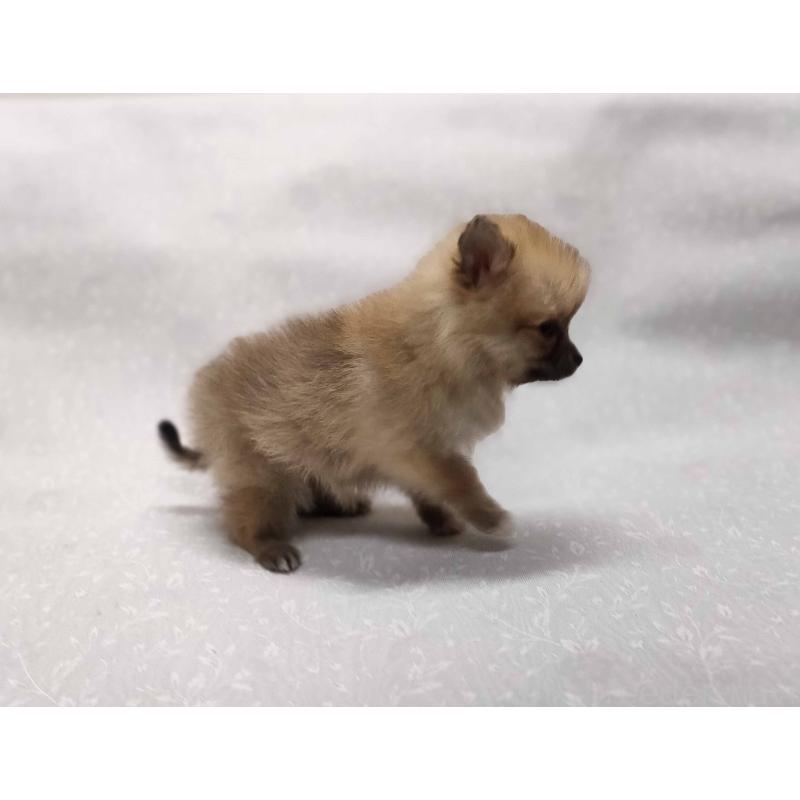 販売中の群馬県のポメラニアン-443408の4枚目