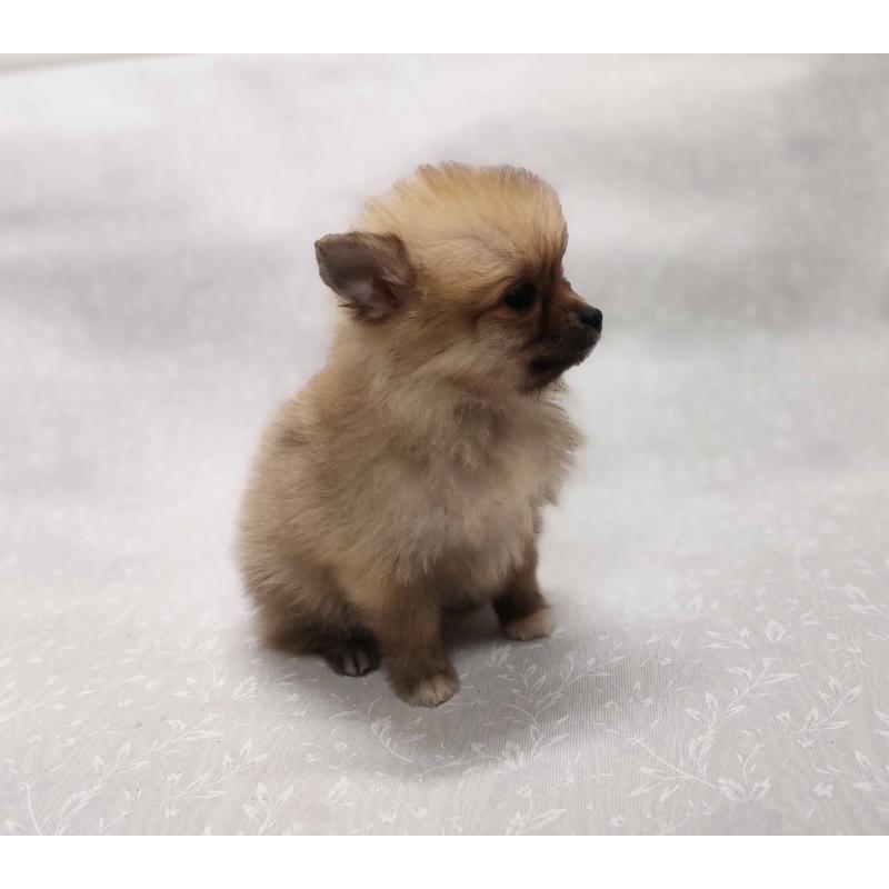 販売中の群馬県のポメラニアン-443408の3枚目