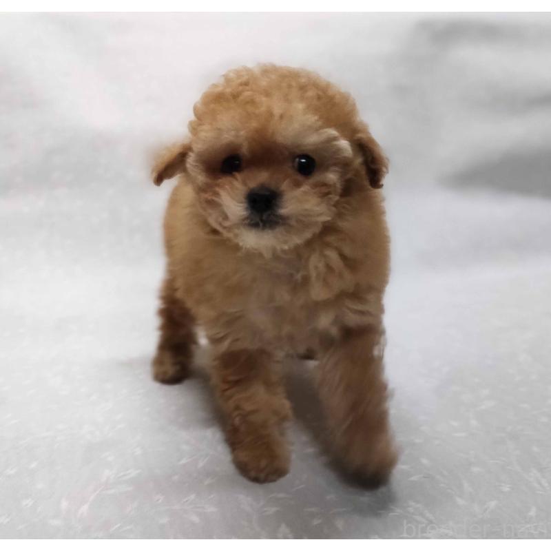 販売中の群馬県のティーカッププードル-441266の7枚目