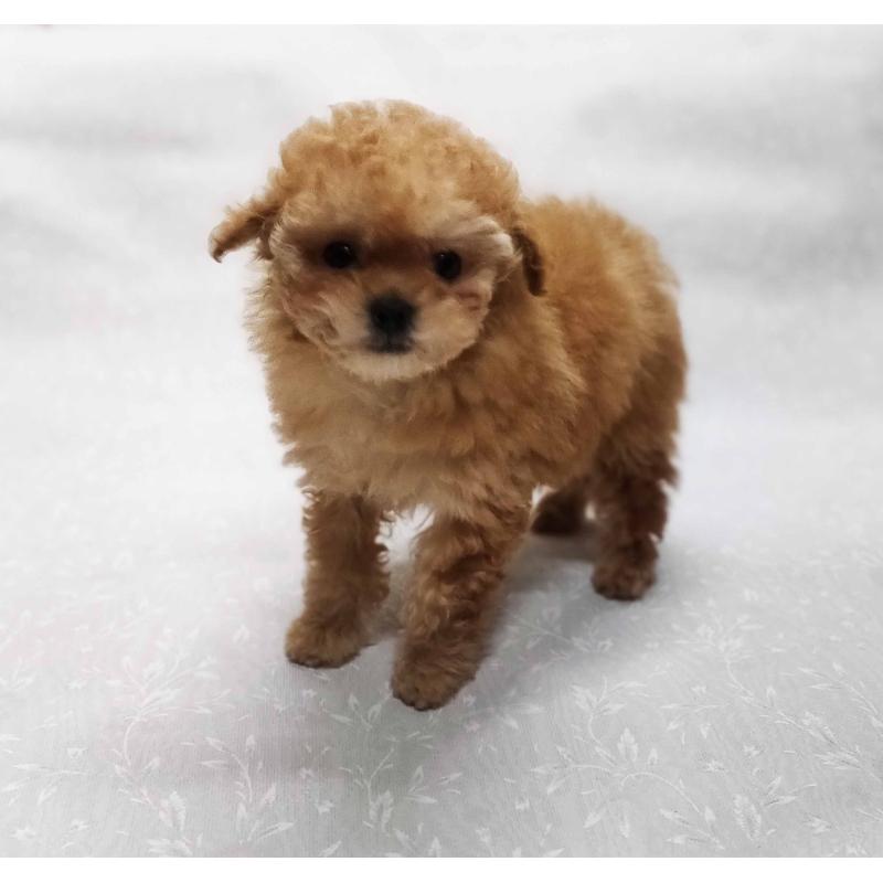 販売中の群馬県のティーカッププードル-441266の6枚目