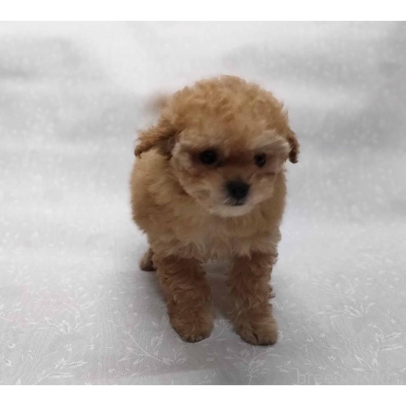 販売中の群馬県のティーカッププードル-441266の5枚目