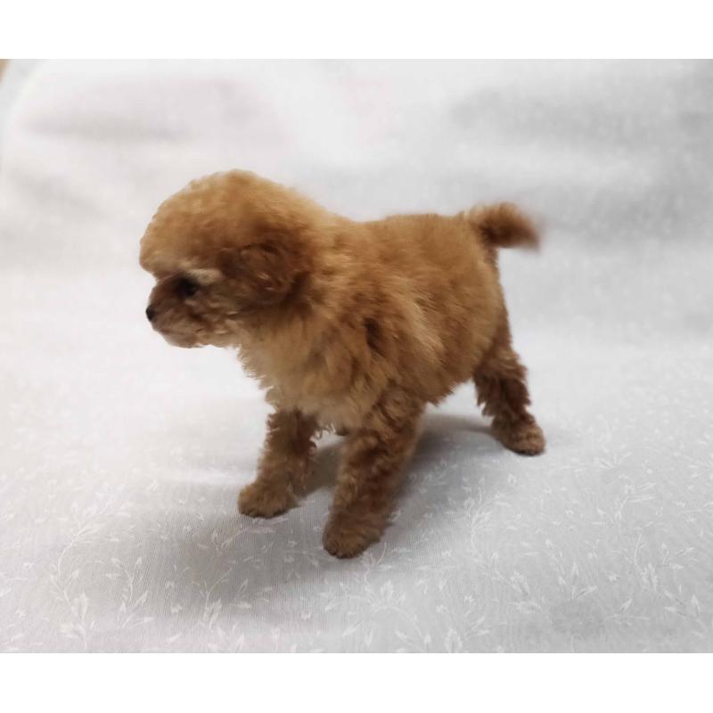 販売中の群馬県のティーカッププードル-441266の3枚目