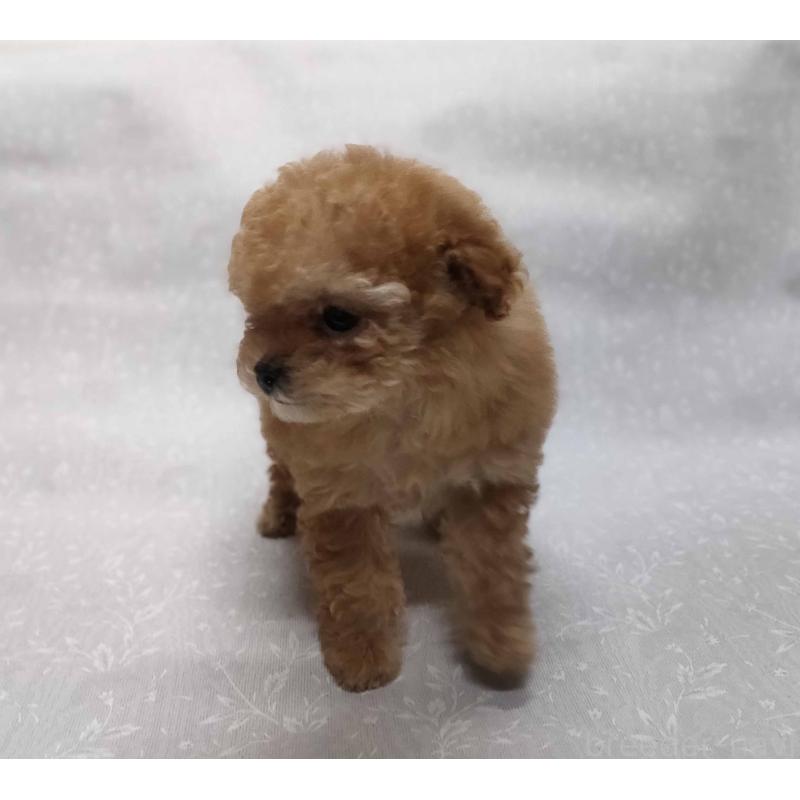 販売中の群馬県のティーカッププードル-441266の2枚目