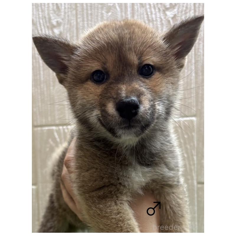 成約済の愛知県の柴犬-436030の7枚目