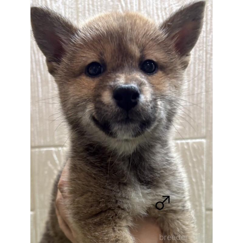 成約済の愛知県の柴犬-436030の6枚目