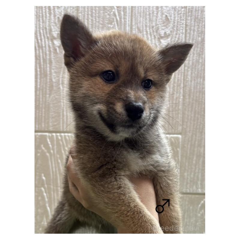 成約済の愛知県の柴犬-436030の5枚目