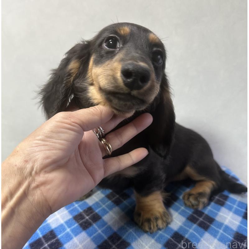 成約済の宮崎県のミニチュアダックスフンド(ロングヘアード)-432072の9枚目