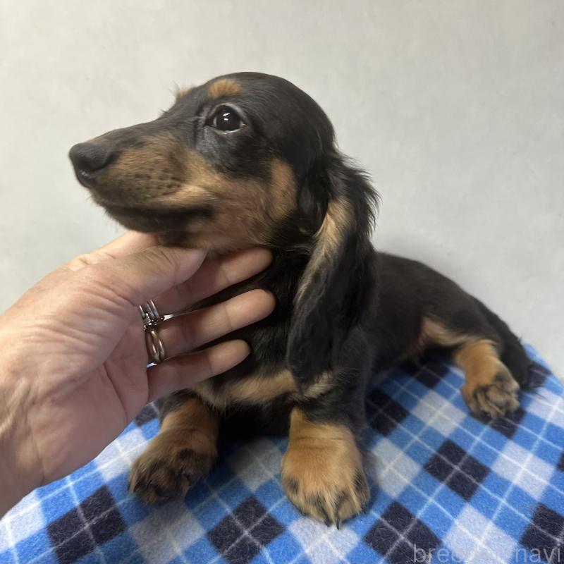 成約済の宮崎県のミニチュアダックスフンド(ロングヘアード)-432072の8枚目