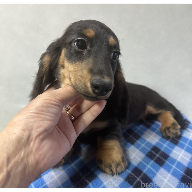 成約済の宮崎県のミニチュアダックスフンド(ロングヘアード)-432072の7枚目