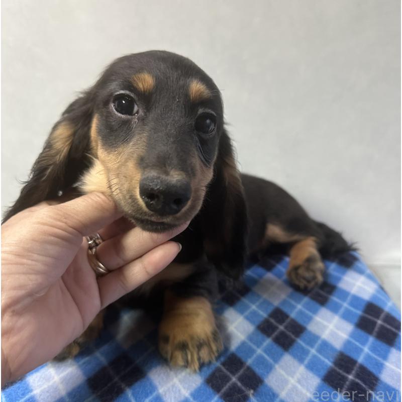 成約済の宮崎県のミニチュアダックスフンド(ロングヘアード)-432072の6枚目