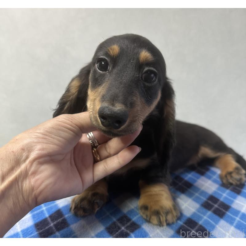 成約済の宮崎県のミニチュアダックスフンド(ロングヘアード)-432072の5枚目