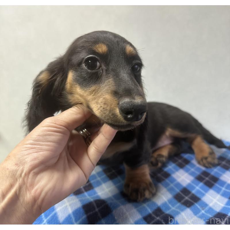 成約済の宮崎県のミニチュアダックスフンド(ロングヘアード)-432072の4枚目