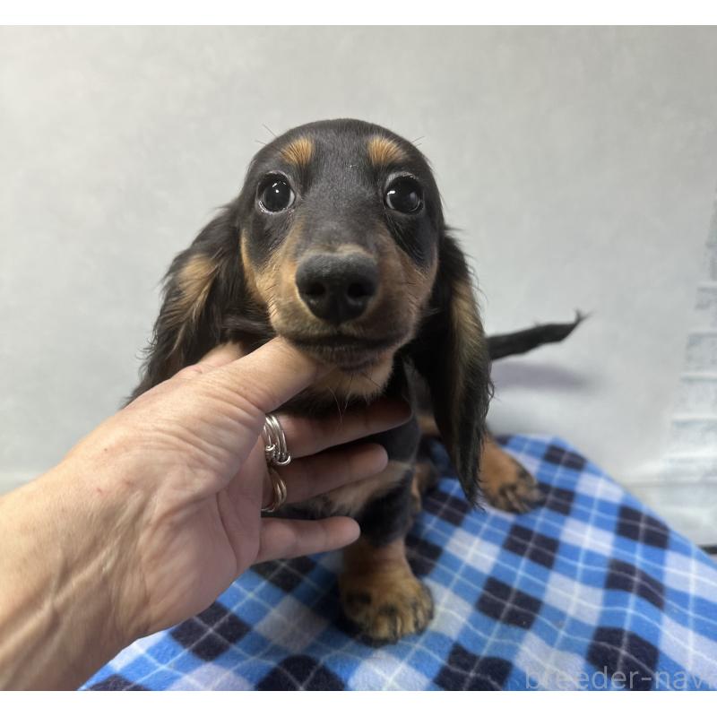 成約済の宮崎県のミニチュアダックスフンド(ロングヘアード)-432072の3枚目