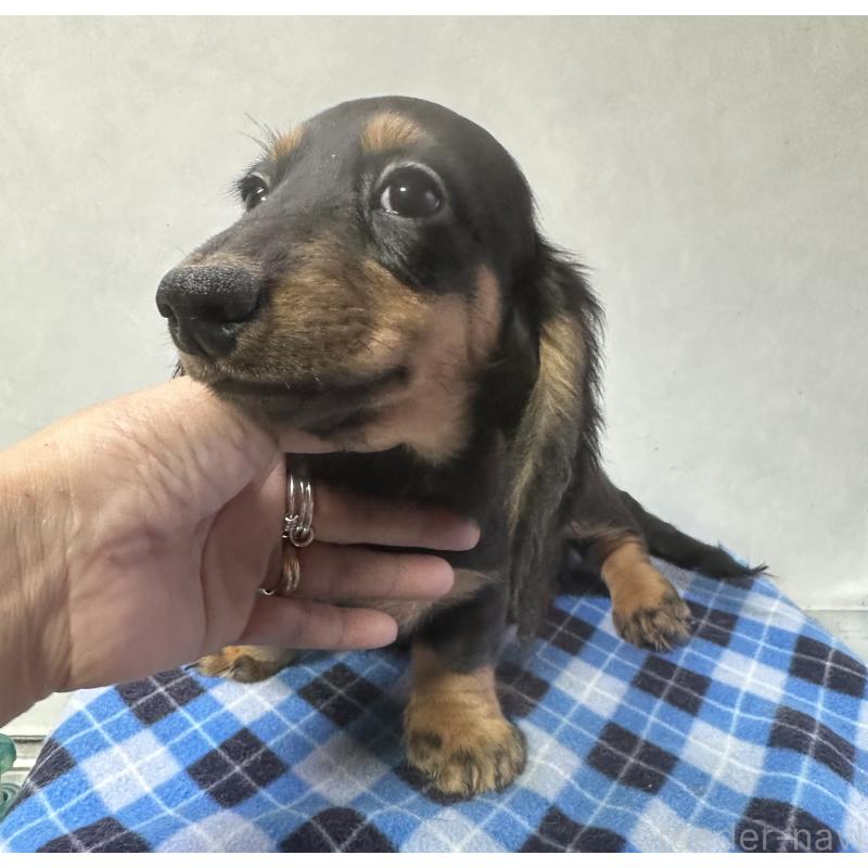 成約済の宮崎県のミニチュアダックスフンド(ロングヘアード)-432072の2枚目