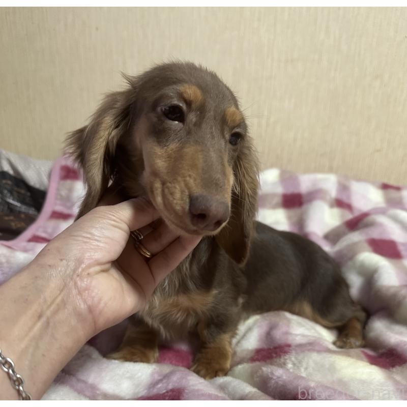 販売中の宮崎県のミニチュアダックスフンド(ロングヘアード)-416445の7枚目