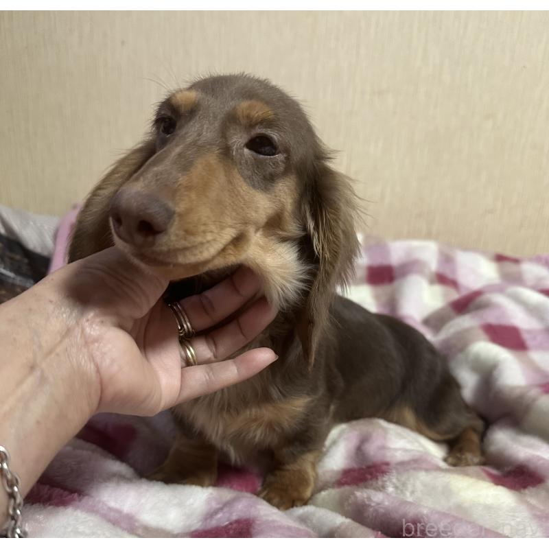 販売中の宮崎県のミニチュアダックスフンド(ロングヘアード)-416445の6枚目