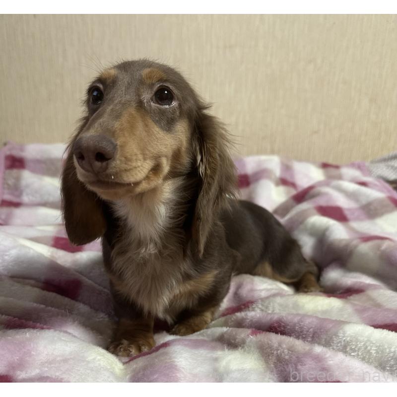 販売中の宮崎県のミニチュアダックスフンド(ロングヘアード)-416445の5枚目