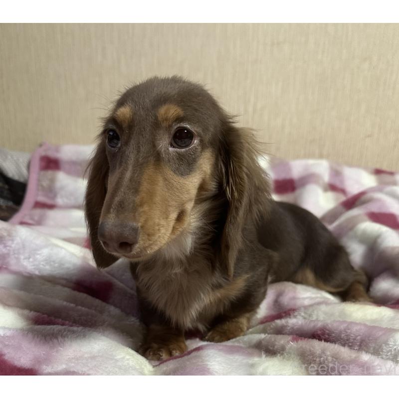 販売中の宮崎県のミニチュアダックスフンド(ロングヘアード)-416445の4枚目