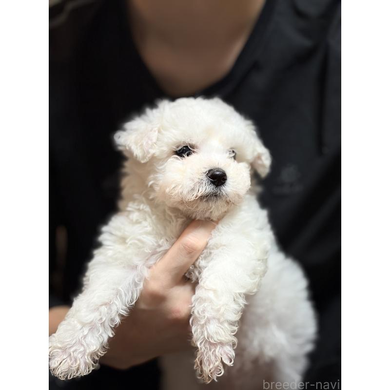 成約済の埼玉県のビションフリーゼ-445020の5枚目