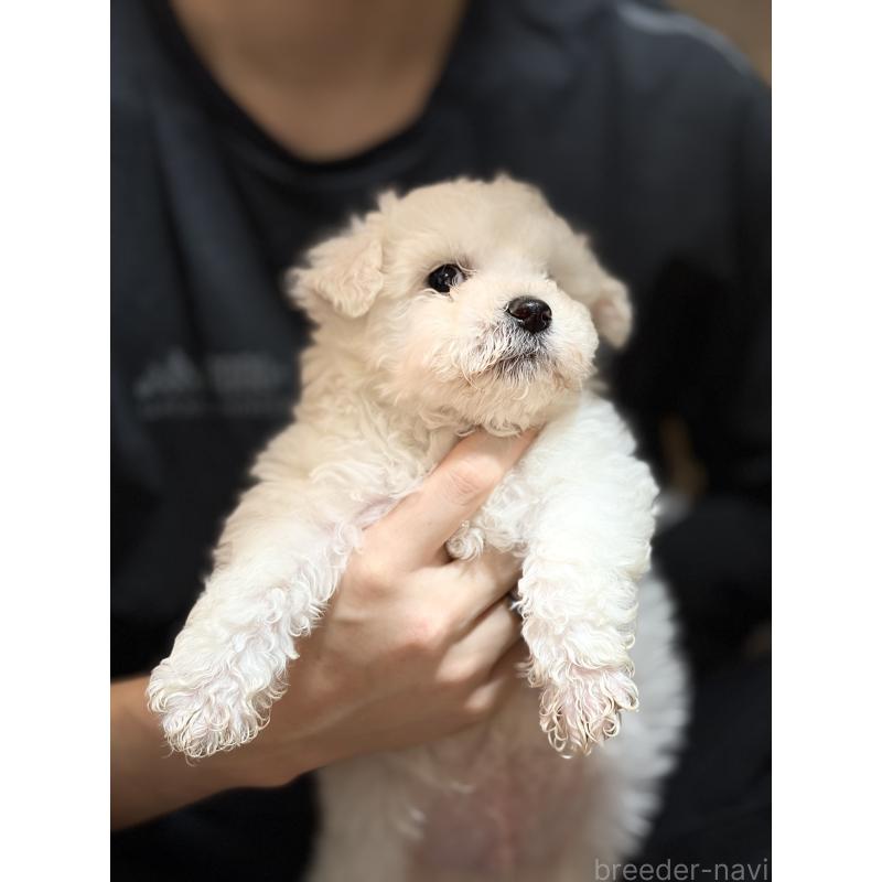 成約済の埼玉県のビションフリーゼ-445020の4枚目