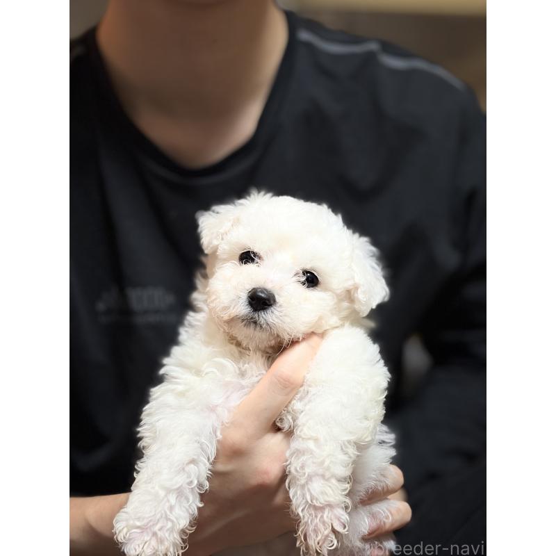 成約済の埼玉県のビションフリーゼ-445020の3枚目