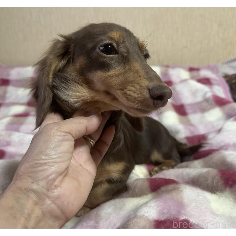 販売中の宮崎県のミニチュアダックスフンド(ロングヘアード)-416444の9枚目