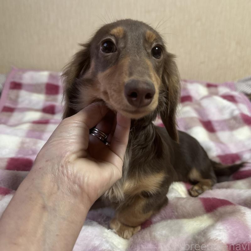 販売中の宮崎県のミニチュアダックスフンド(ロングヘアード)-416444の8枚目