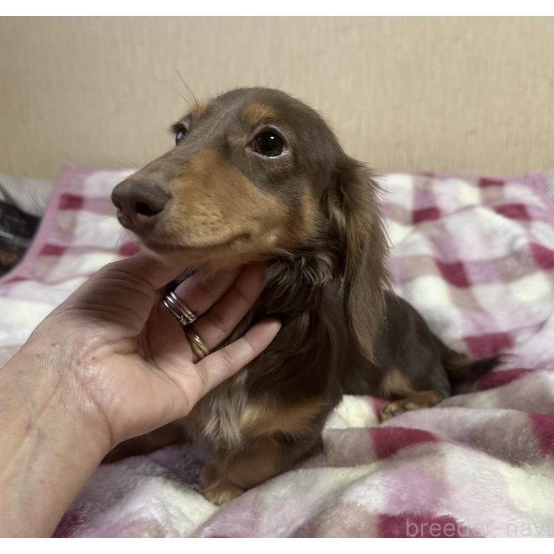 販売中の宮崎県のミニチュアダックスフンド(ロングヘアード)-416444の6枚目