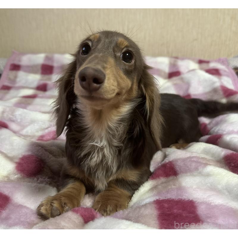 販売中の宮崎県のミニチュアダックスフンド(ロングヘアード)-416444の4枚目
