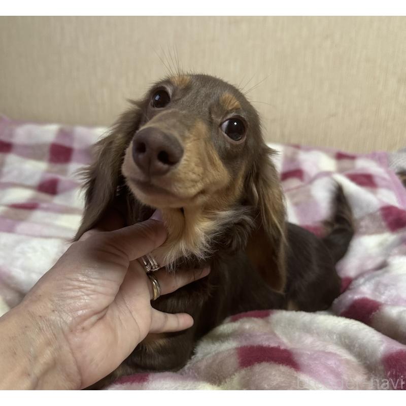 販売中の宮崎県のミニチュアダックスフンド(ロングヘアード)-416444の3枚目