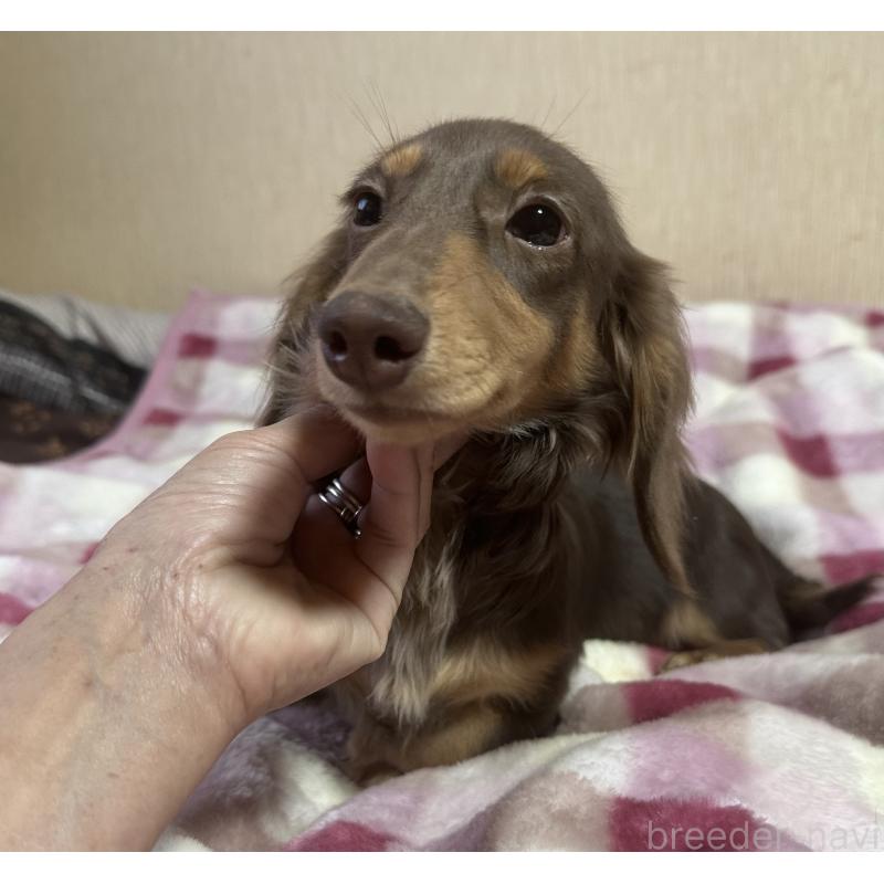 販売中の宮崎県のミニチュアダックスフンド(ロングヘアード)-416444の2枚目