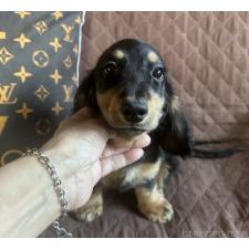 ♀︎ミニチュアダックスフンド(ロングヘアード)