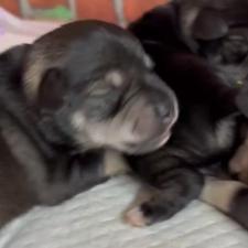 ♀︎ミニチュアシュナウザー