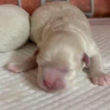 ♀︎マルプー:マルチーズ×トイプードル