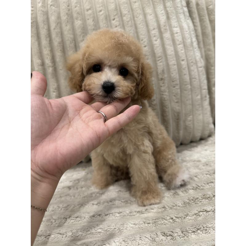 成約済の三重県のビションプー:ビションフリーゼ×トイプードル-433295の4枚目