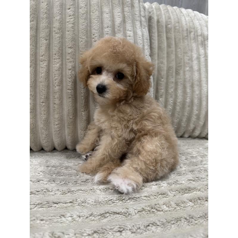 成約済の三重県のビションプー:ビションフリーゼ×トイプードル-433295の3枚目