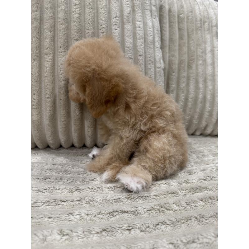 成約済の三重県のビションプー:ビションフリーゼ×トイプードル-433295の2枚目