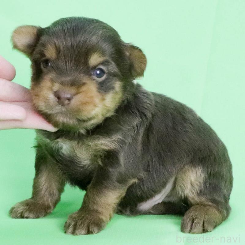 成約済の愛知県のヨークシャーテリア-444258の11枚目