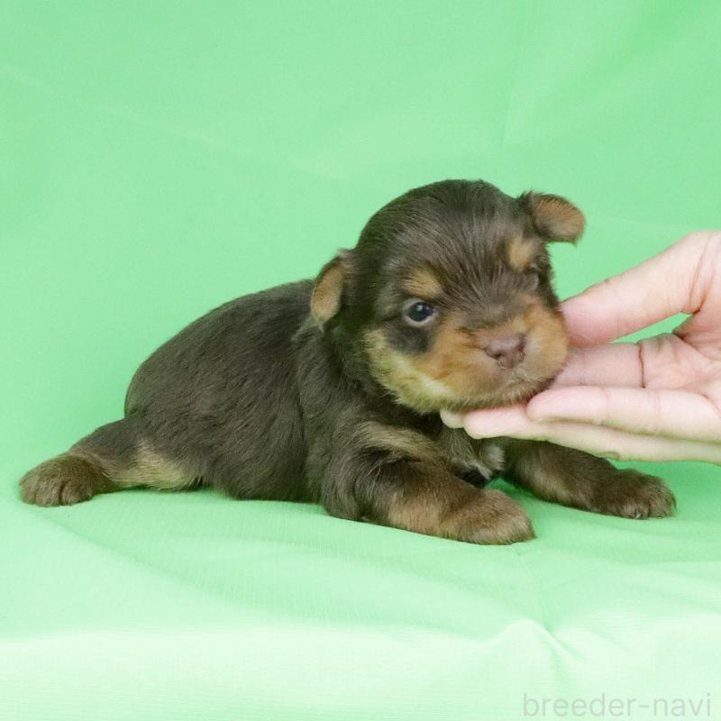 成約済の愛知県のヨークシャーテリア-444258の10枚目