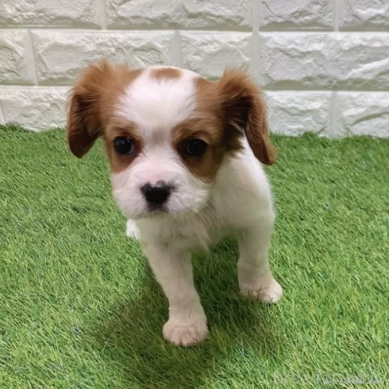 成約済の愛知県のキャバリアキングチャールズスパニエル-441375の5枚目