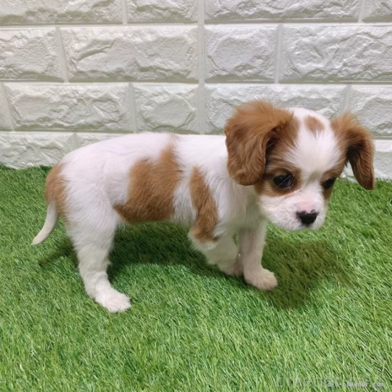 成約済の愛知県のキャバリアキングチャールズスパニエル-441375の4枚目