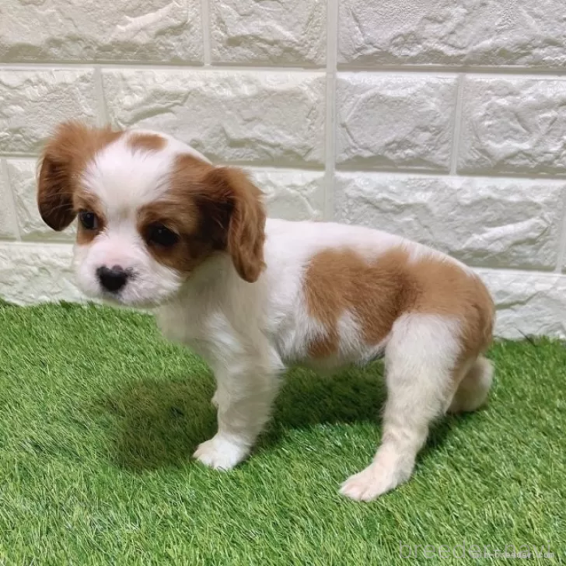 成約済の愛知県のキャバリアキングチャールズスパニエル-441375の3枚目