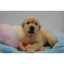 ♀︎ゴールデンレトリーバー