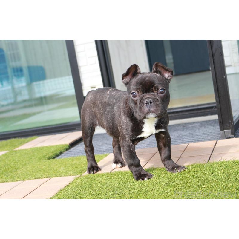 販売中の京都府のフレンチブルドッグ-424905の11枚目