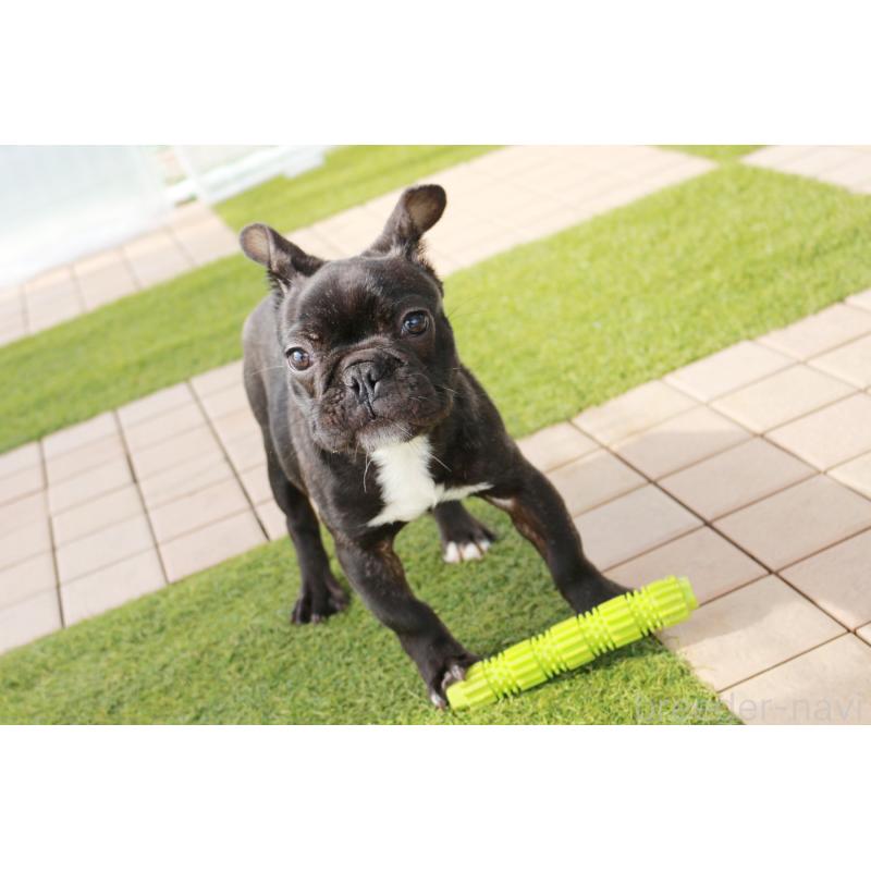 販売中の京都府のフレンチブルドッグ-424905の10枚目