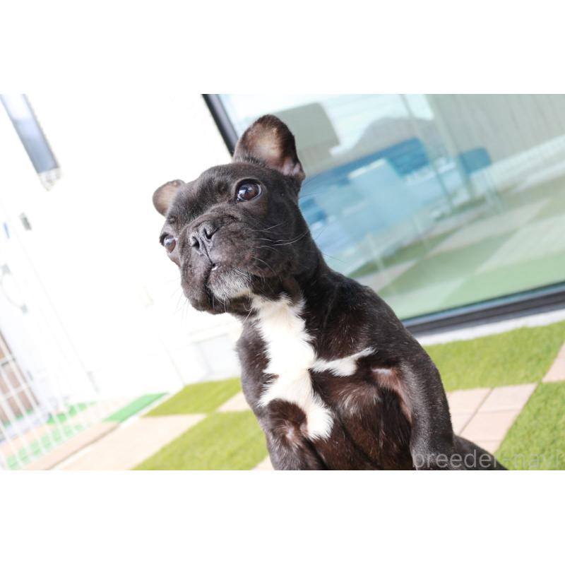 販売中の京都府のフレンチブルドッグ-424905の9枚目