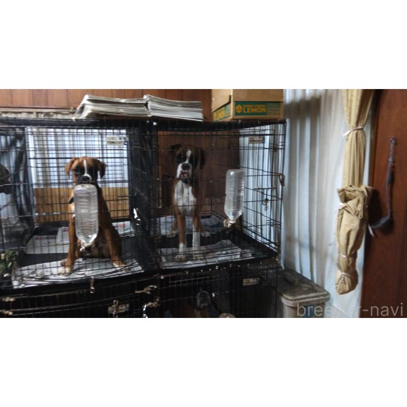 犬舎紹介の埼玉県の犬舎紹介-3033の2枚目