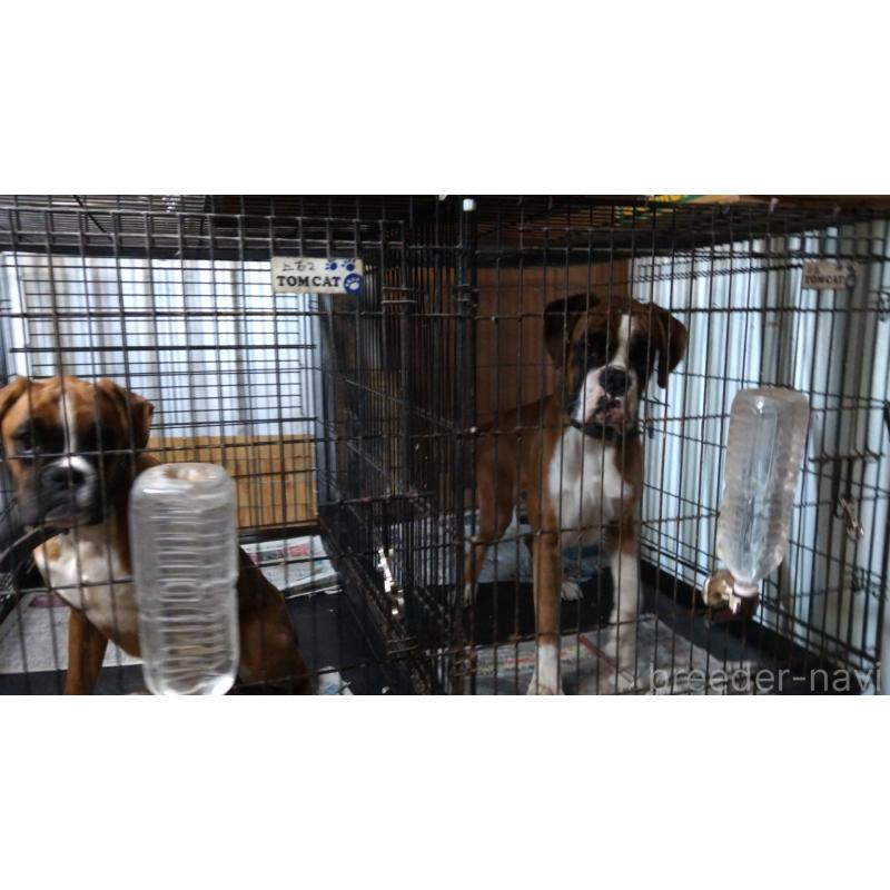 犬舎紹介の埼玉県の犬舎紹介-3033の3枚目