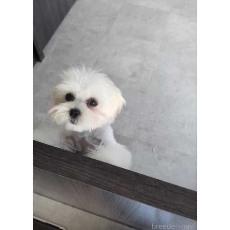 商談中の福岡県のミックス犬-424001の4枚目