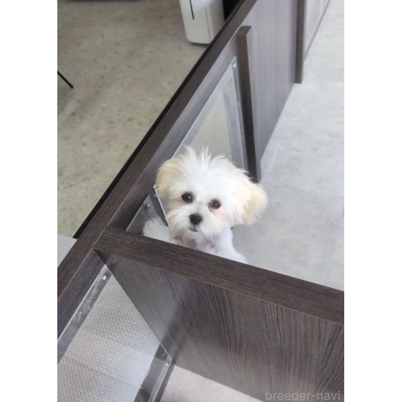 商談中の福岡県のミックス犬-424001の3枚目